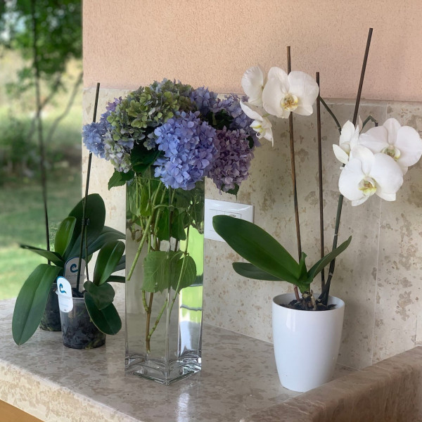 House Andrijaši, House Andrijaši s grijanim bazenom i košarkaškim terenom, Žminj, Istra Domijanići