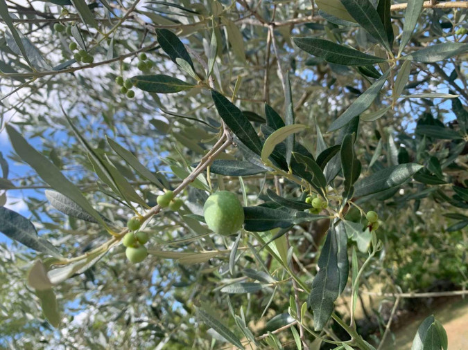 Eksterijer, House Andrija&scaron;i s grijanim bazenom i ko&scaron;arka&scaron;kim terenom, Žminj, Istra Domijanići