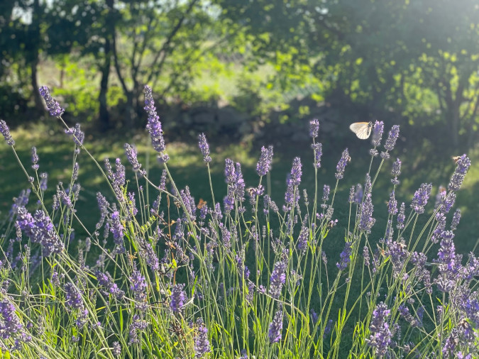 Exterior, House Andrija&scaron;i with heated pool and basketball court, Žminj, Istria, Croatia Domijanići