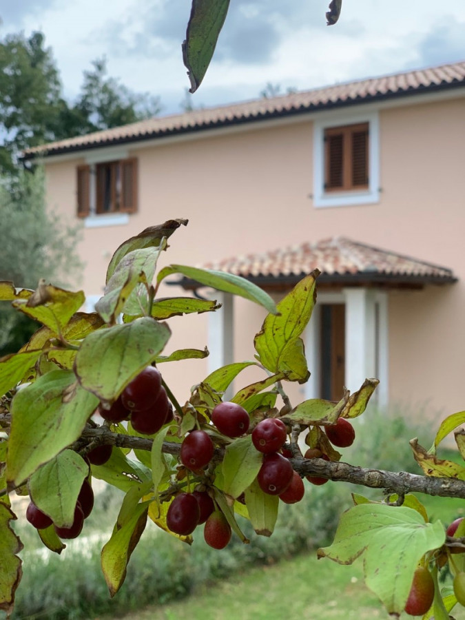 Exterior, House Andrija&scaron;i with heated pool and basketball court, Žminj, Istria, Croatia Domijanići